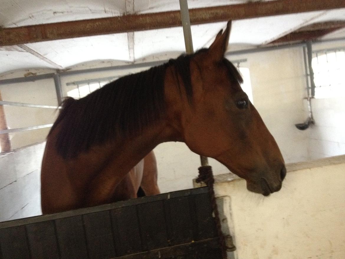 Fuldblod (XX) Be my vision billede 11