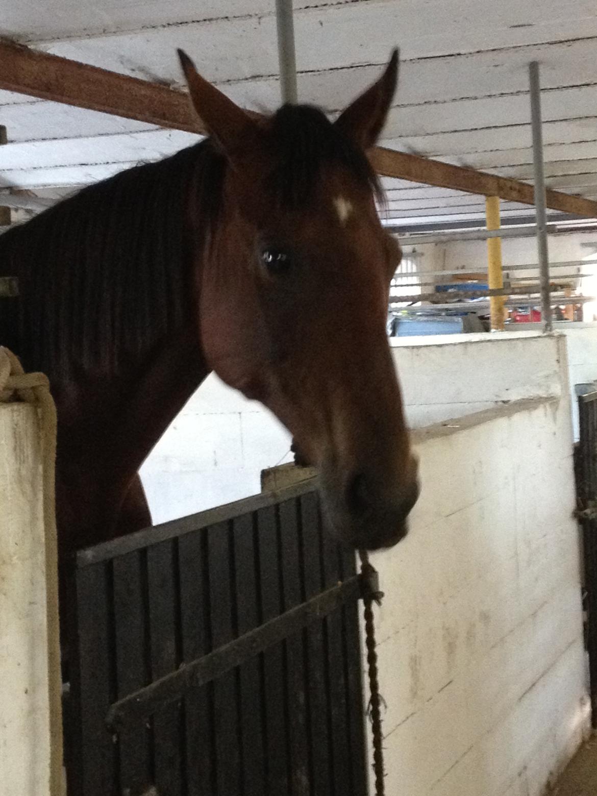 Fuldblod (XX) Be my vision billede 12