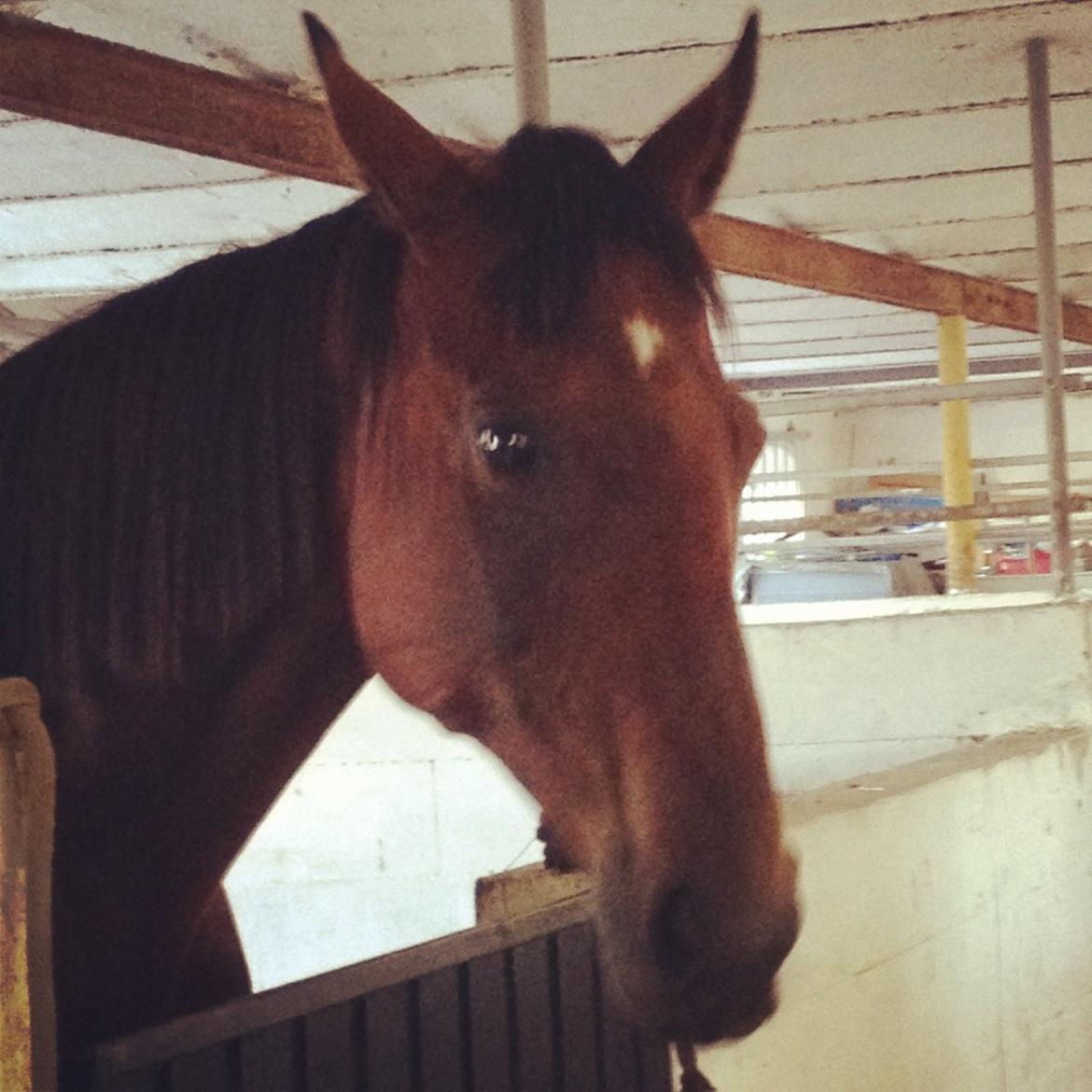 Fuldblod (XX) Be my vision billede 13