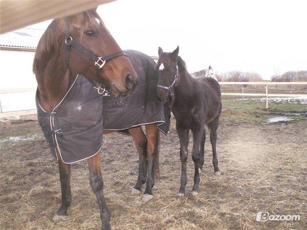 Fuldblod (XX) Be my vision billede 14