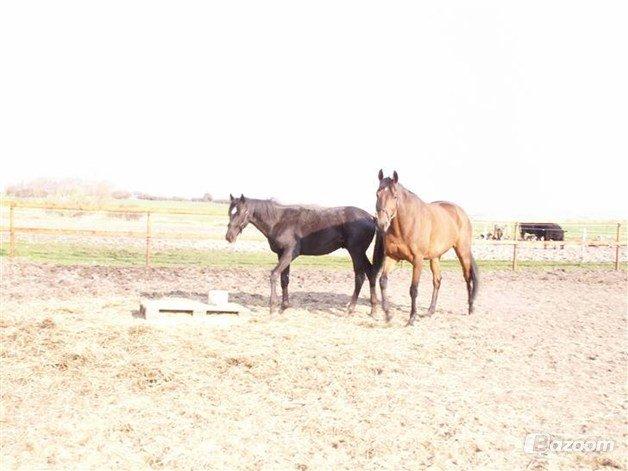 Fuldblod (XX) Be my vision billede 15