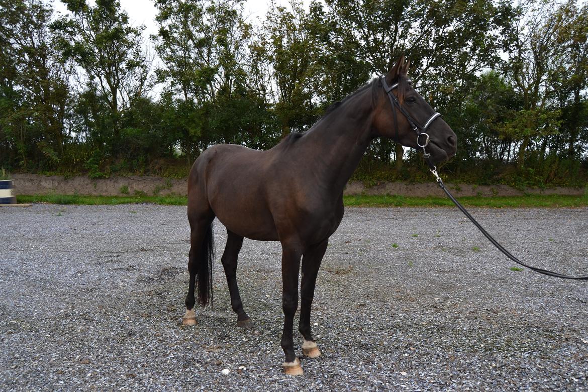 Dansk Varmblod Svalegårdens Maeztro <3 billede 17