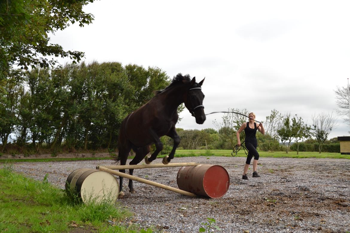 Dansk Varmblod Svalegårdens Maeztro <3 billede 1