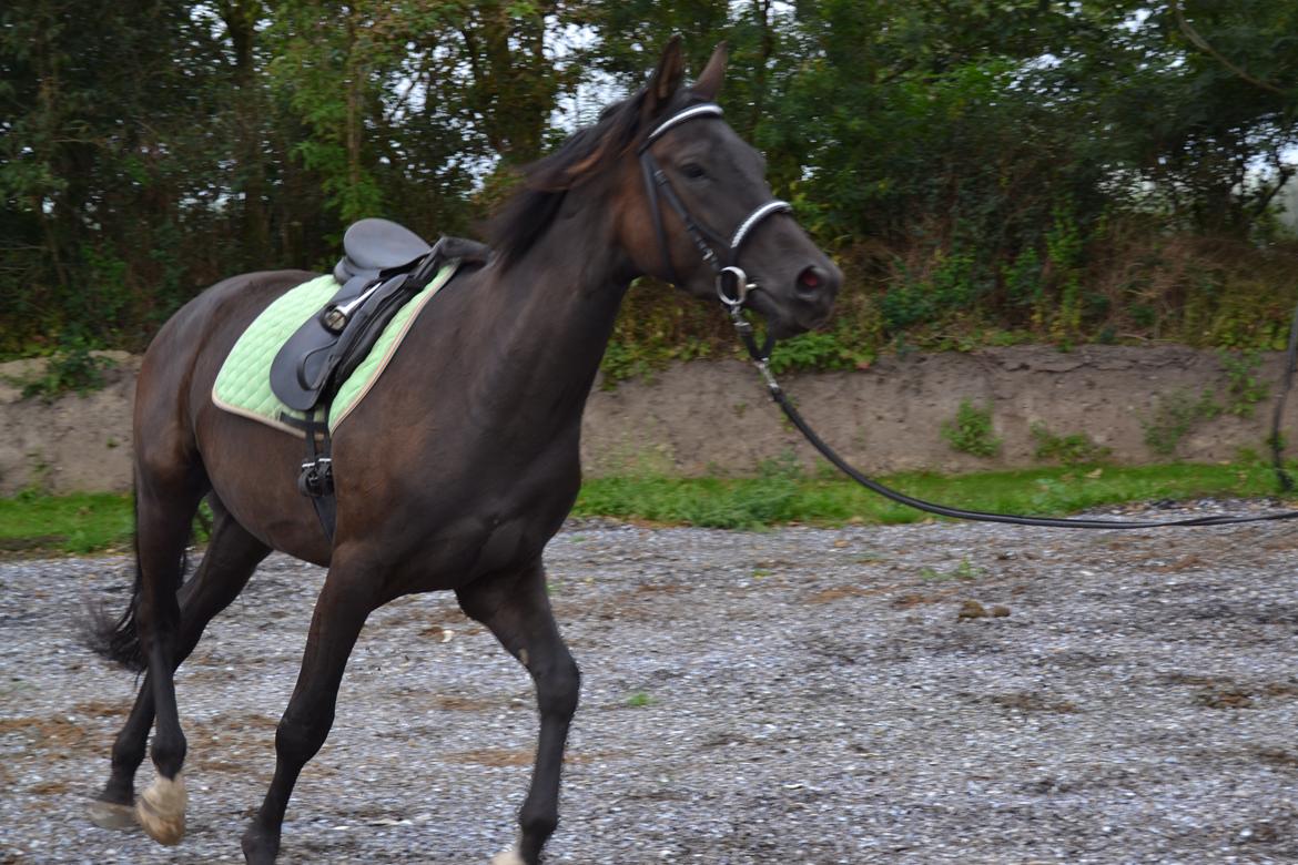 Dansk Varmblod Svalegårdens Maeztro <3 billede 18