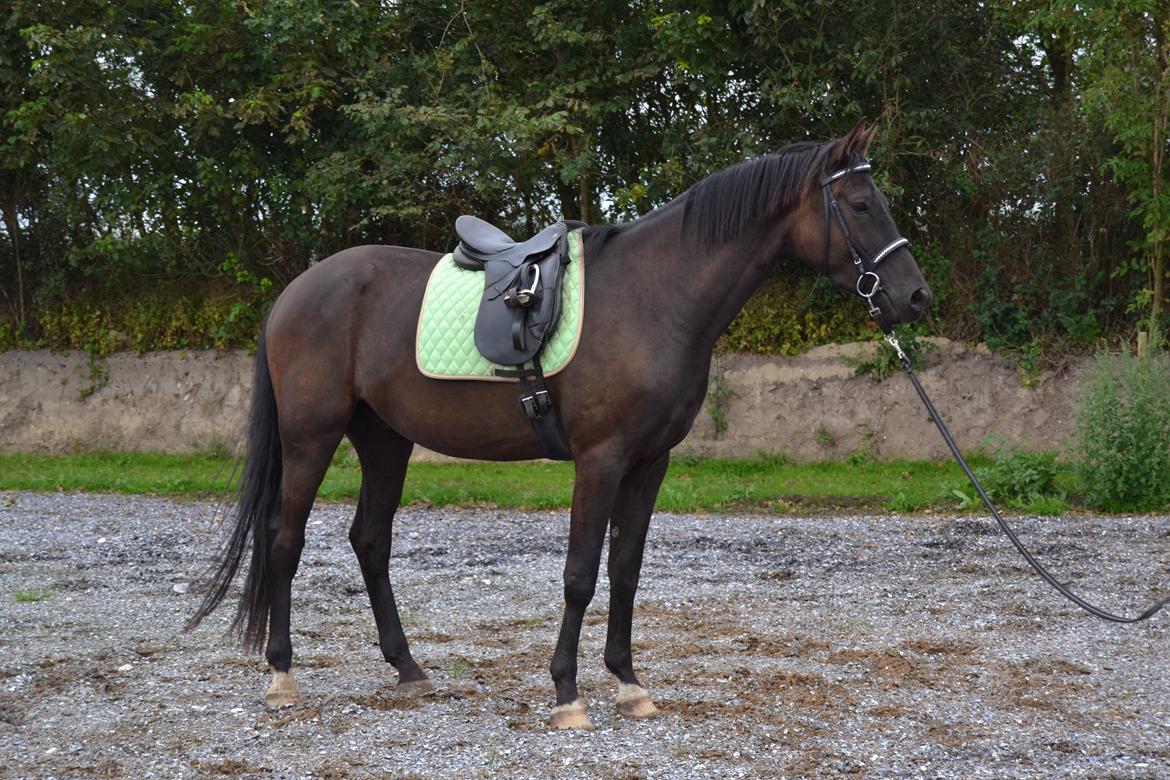 Dansk Varmblod Svalegårdens Maeztro <3 billede 19