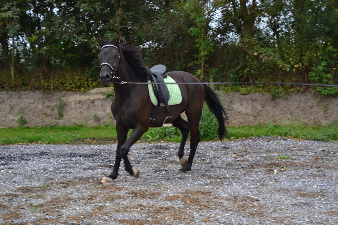 Dansk Varmblod Svalegårdens Maeztro <3 billede 20