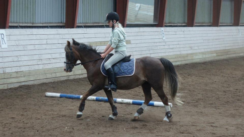 Welsh Mountain (sec A) Petra’s Dienie (Daisy) <3 - Sally og Daisy til dressurundervisning billede 12