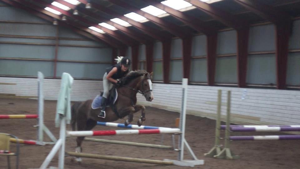 Welsh Mountain (sec A) Petra’s Dienie (Daisy) <3 - Springtræning billede 19