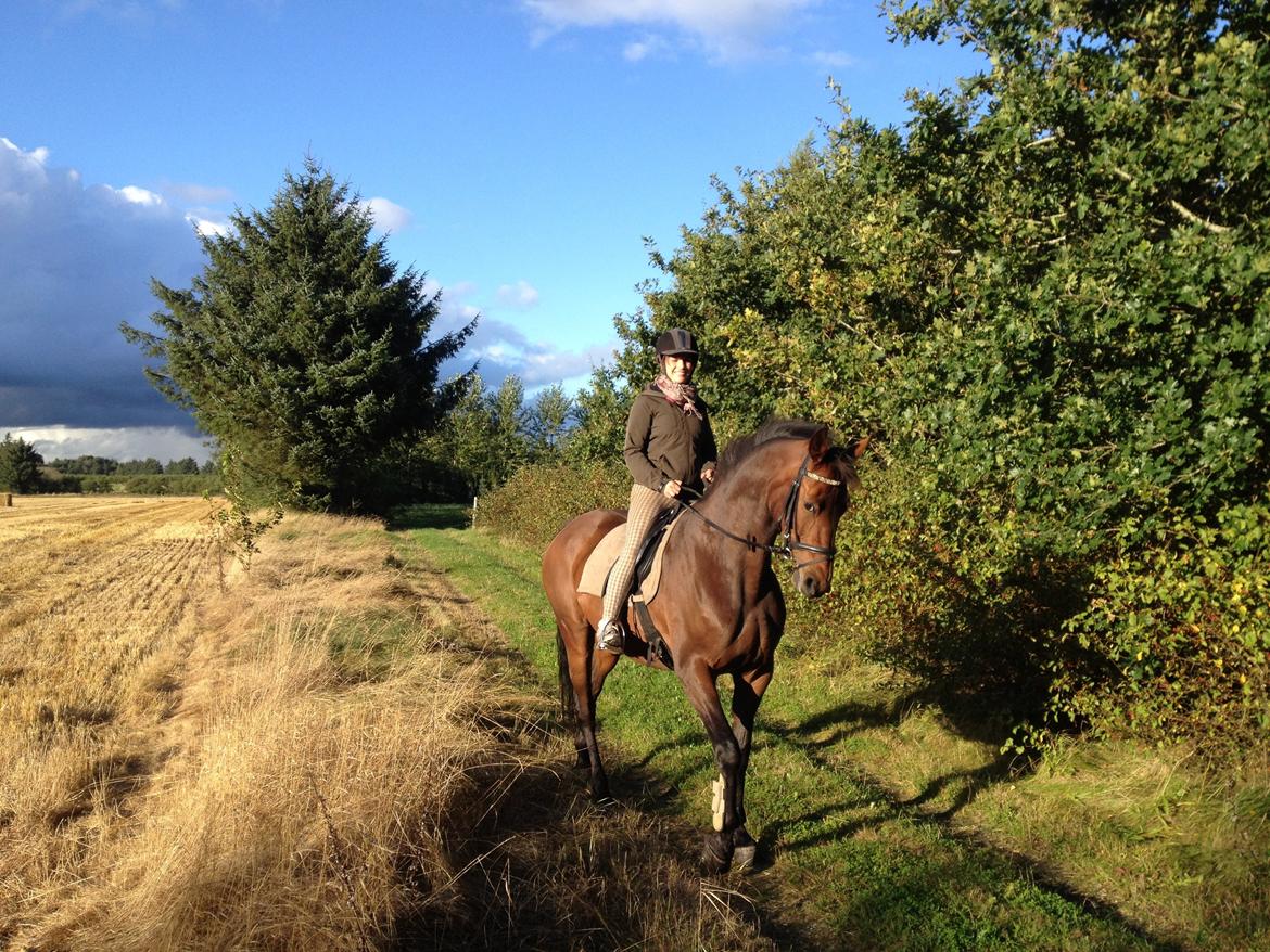 Dansk Varmblod Monique (Mini) - På skridttur med damen mens hun er skadet. billede 9