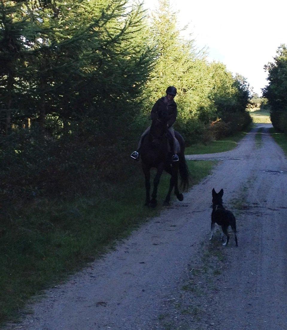 Dansk Varmblod Monique (Mini) - Både Mini og Hera er vist en anelse skeptiske overfor hinanden.. billede 10