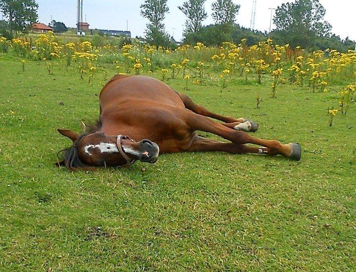 Standardbred Jaqueline Egely "Luna" - Tak fordi I kiggede med! :-))) billede 20