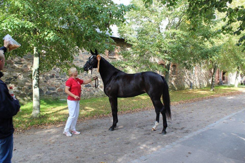 Dansk Varmblod Flawless Shaman - Broncemedalje RDH hoppe august/september 2012 billede 11