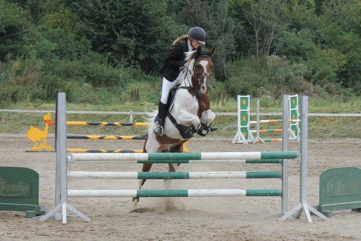 Pinto Hidalgo - OMHOP! <3 billede 17