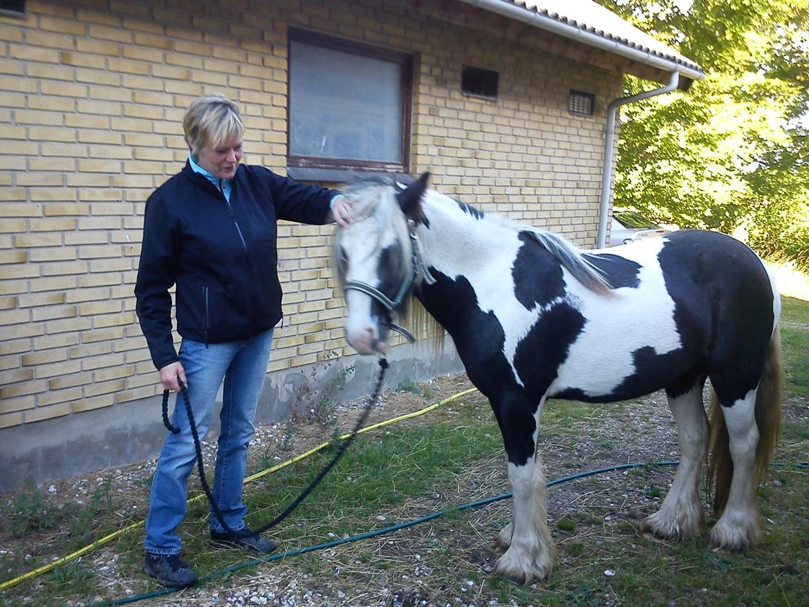 Irish Cob Siofra - Dejligt at få noget hjælp en imellem;) Takker Pia.! billede 3