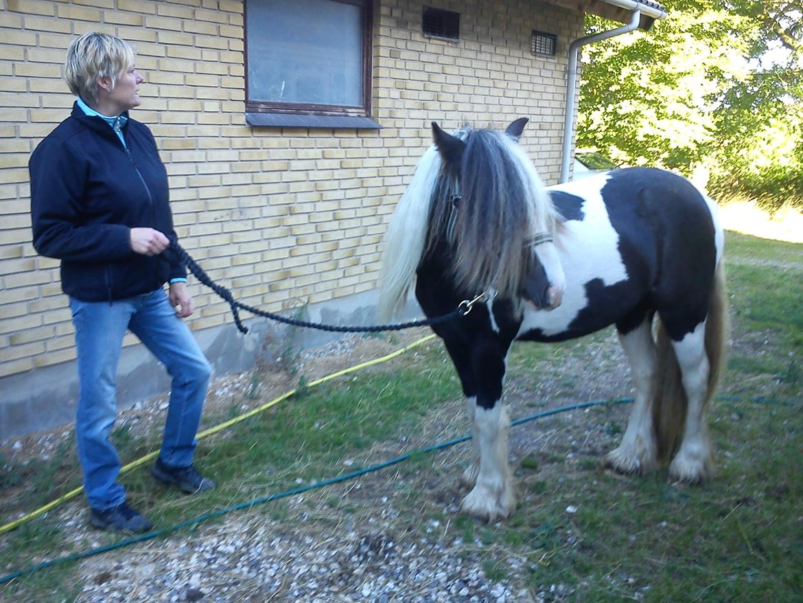 Irish Cob Siofra - Siofra og Pia efter en god spadser tur;) billede 14