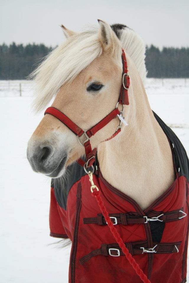 Fjordhest Refstrups Lucinda - Lucinda vinteren 2011 på TS -DET ER FORBUDT AT KOPIERE BILLEDERNE ! billede 6