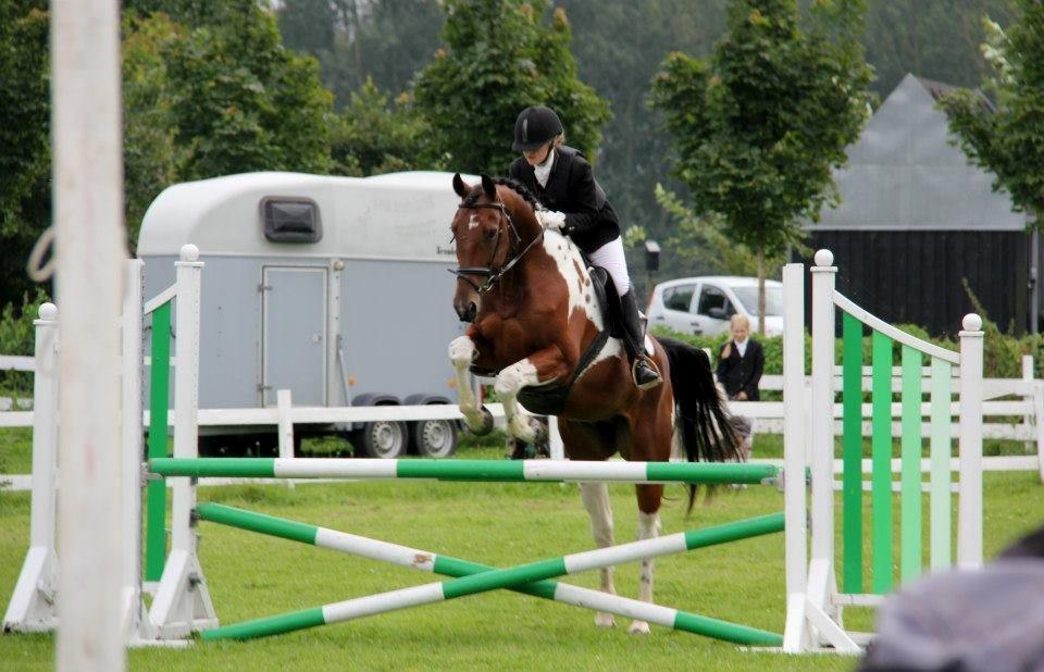 Anden særlig race Hoelgaards Yacardi Tess - D. 02-09-2012 Første stævne, LC spring.   billede 2