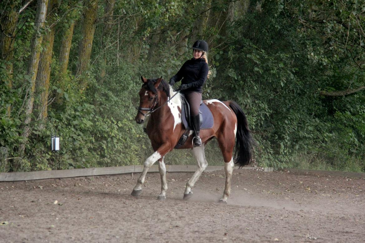 Anden særlig race Hoelgaards Yacardi Tess - D. 29-08-2012 billede 4