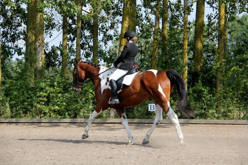 Anden særlig race Hoelgaards Yacardi Tess - D. 02-09-2012 billede 10