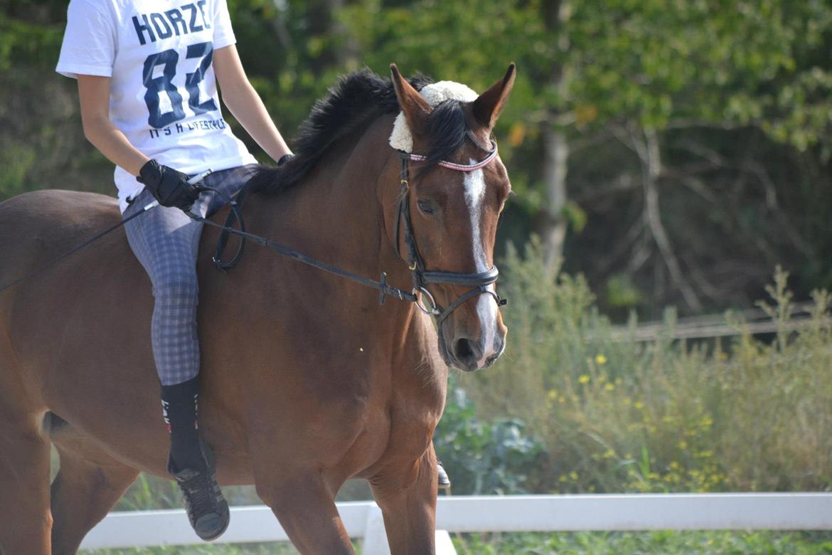 Dansk Varmblod Fantasy [Tidl. part] - Love you Melody! Fantastisk hest!<3 (Billede: Maya 10/09 2012) billede 5