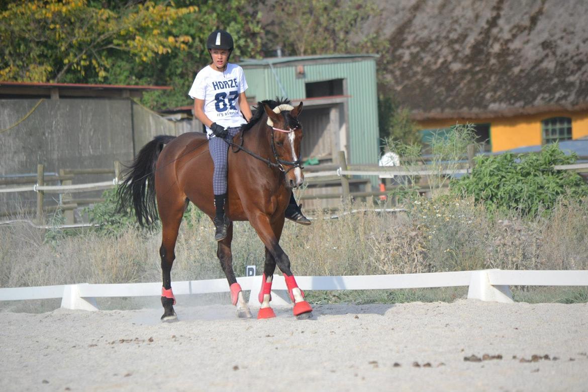 Dansk Varmblod Fantasy [Tidl. part] - Mig og min baby en dag uden sadel<3 (Billede: Maya 10/09 2012) billede 7