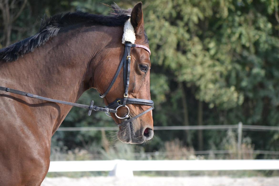 Dansk Varmblod Fantasy [Tidl. part] - Dejlige hest! Uden sadel - hun kan ikke blive smukkere!<3 (Billede: Maya 10/09 2012) billede 10