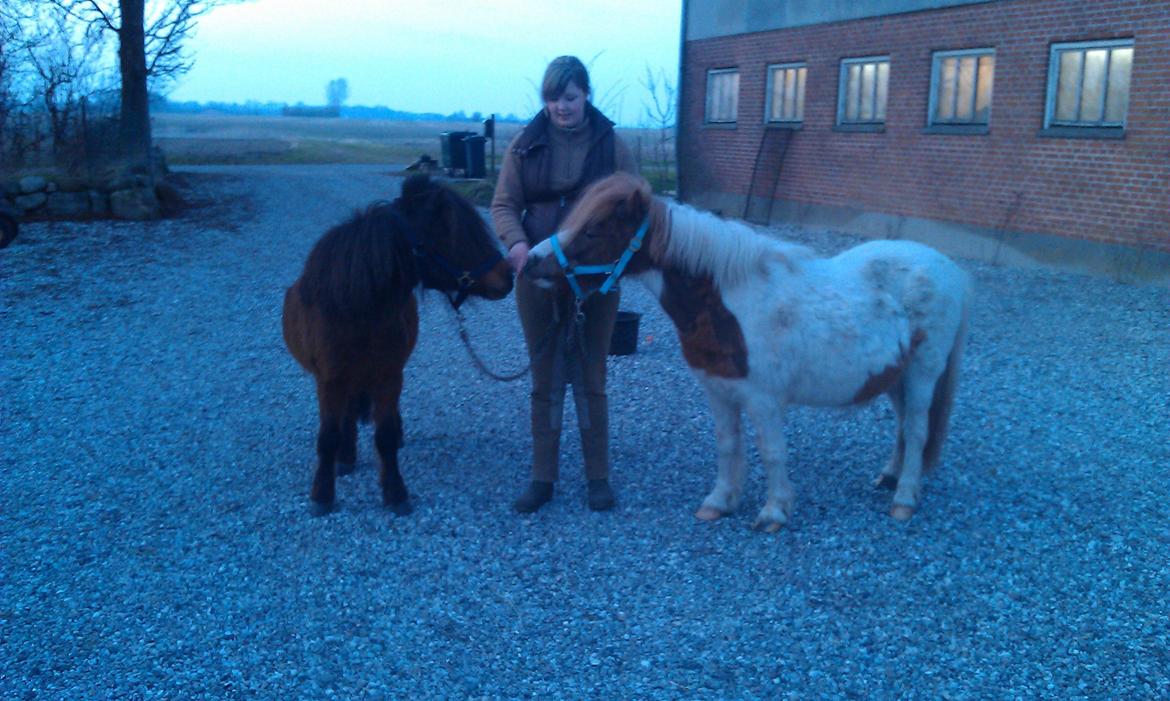 Shetlænder Agger billede 2