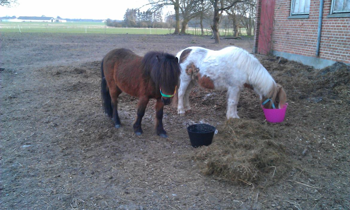 Shetlænder Agger billede 3