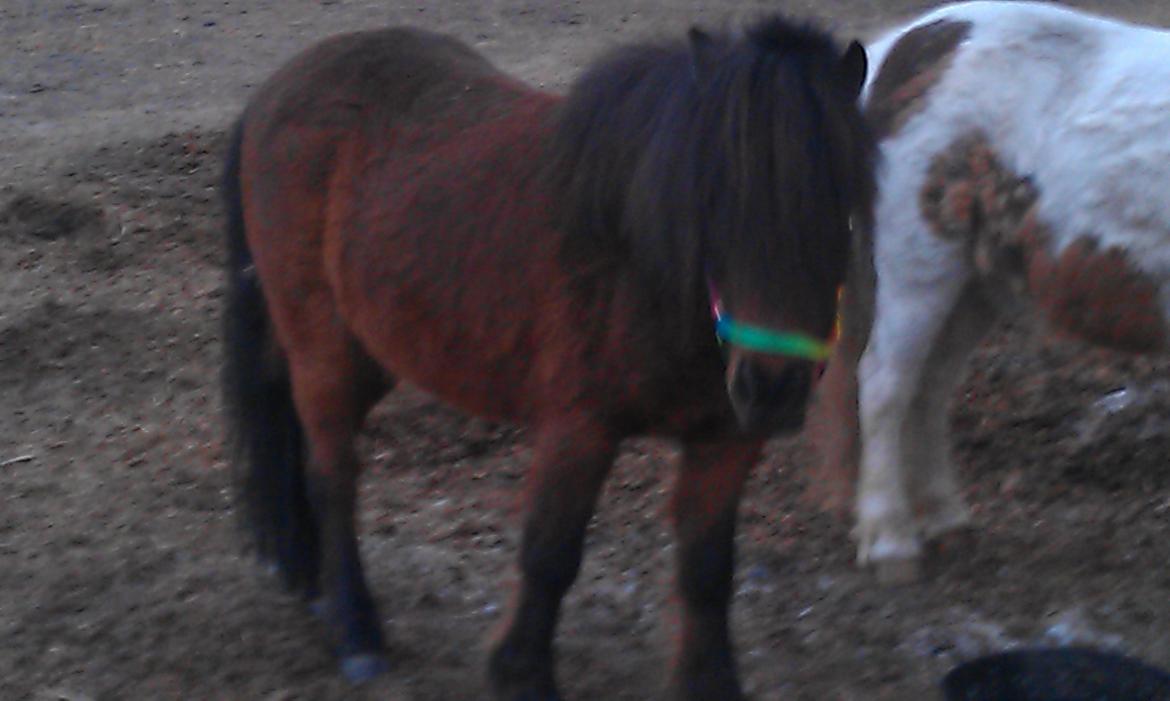 Shetlænder Agger - da vi fik ham hjem:) billede 4