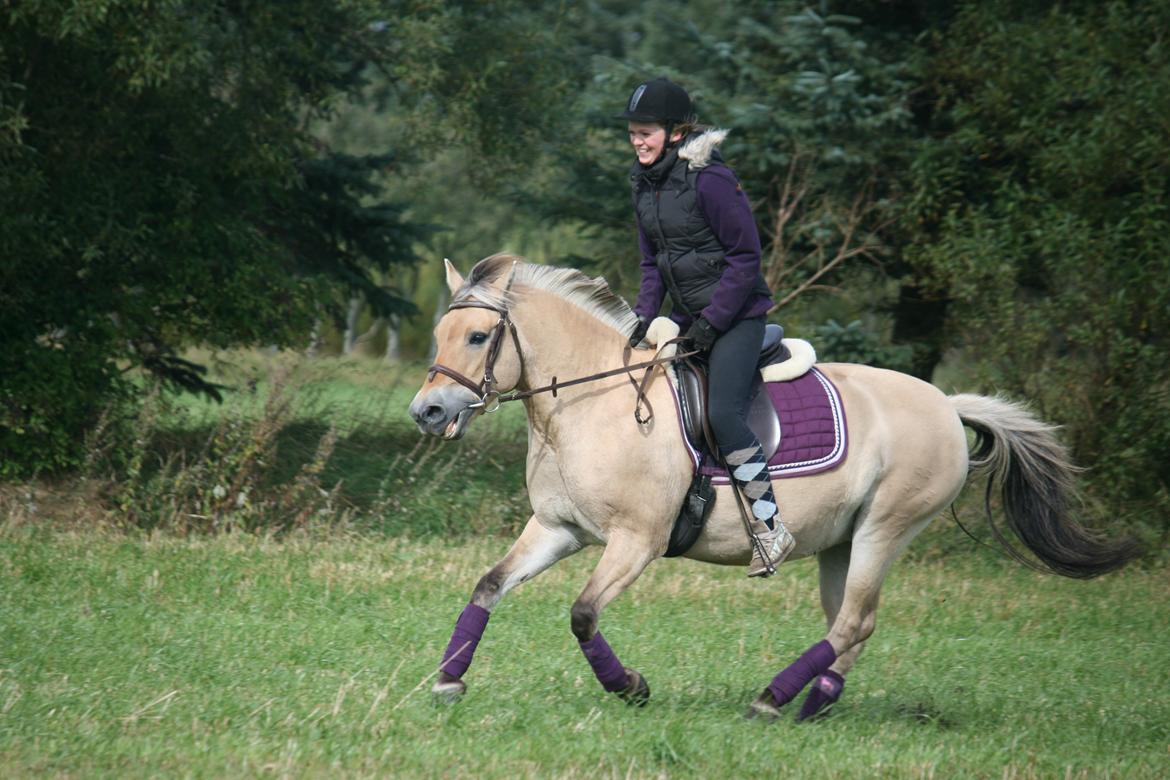 Fjordhest | Finni | - Galop på mark. Det kan ikke beskrives, hvor meget jeg elsker dig! - CTZphoto. billede 2