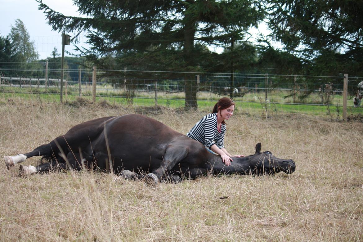 Oldenborg | Svalegaardens Indy billede 19