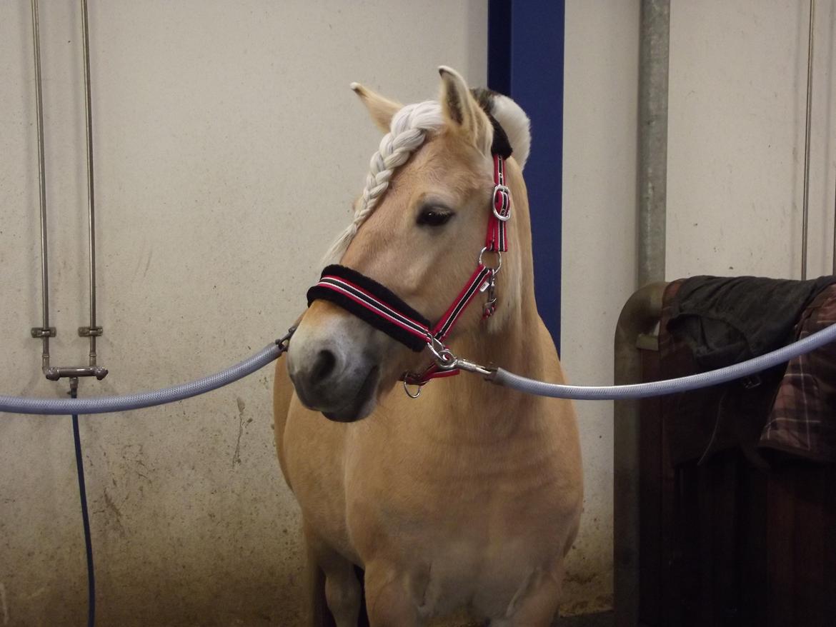 Fjordhest Refstrups Lucinda - Pony dyret på hendes 9 års fødselsdag -DET ER FORBUDT AT KOPIERE BILLEDERNE ! billede 14
