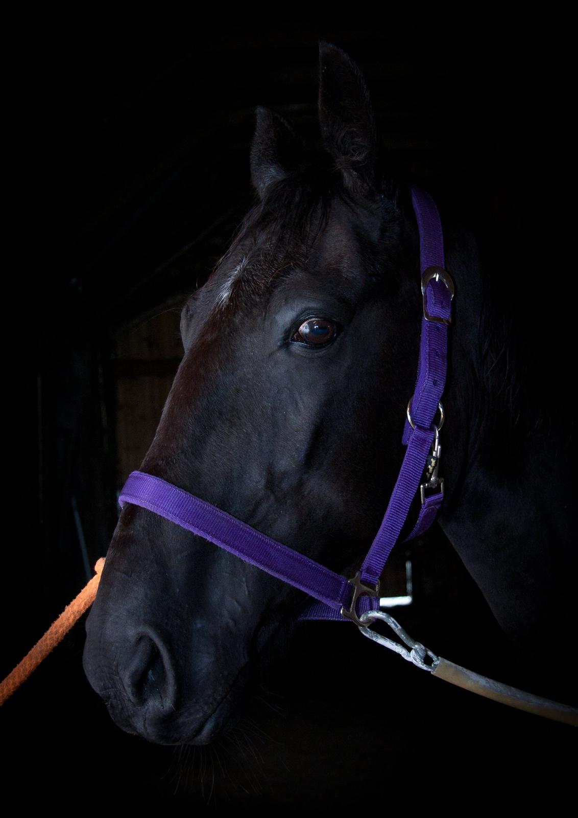 Traver Hadrian † billede 3