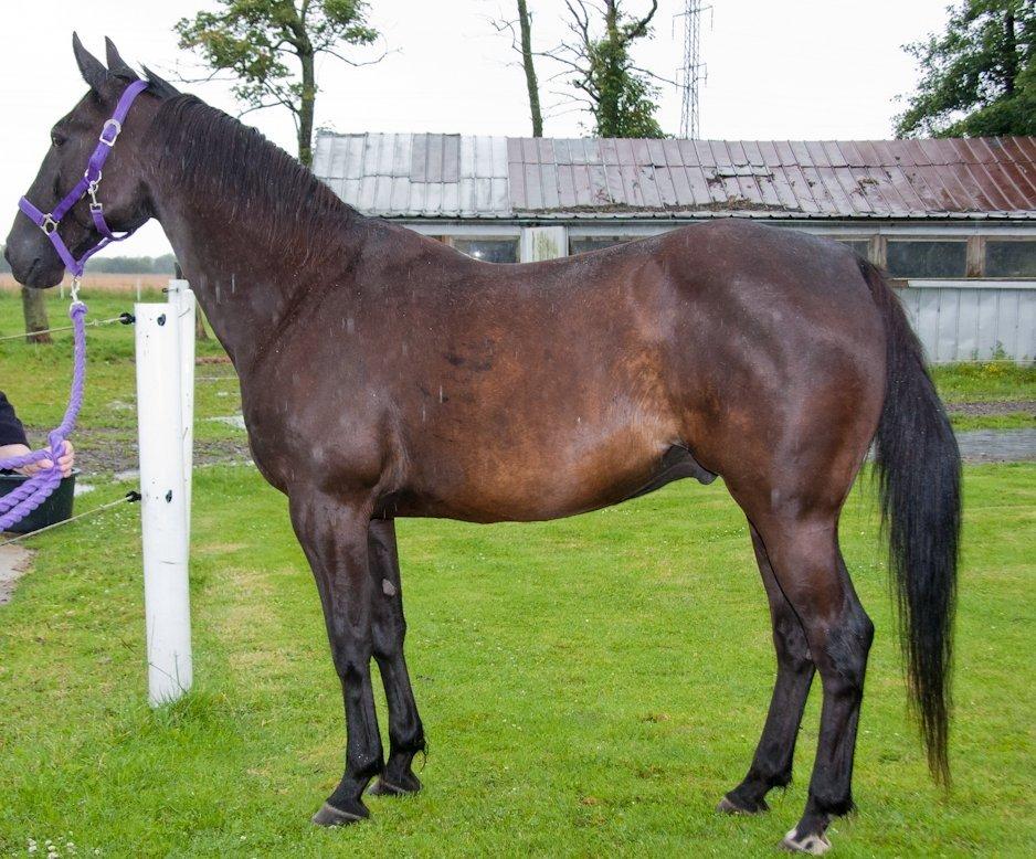 Traver Hadrian † billede 4