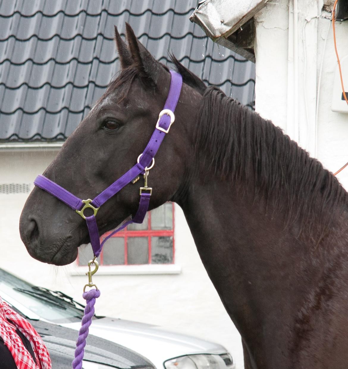 Traver Hadrian † billede 5