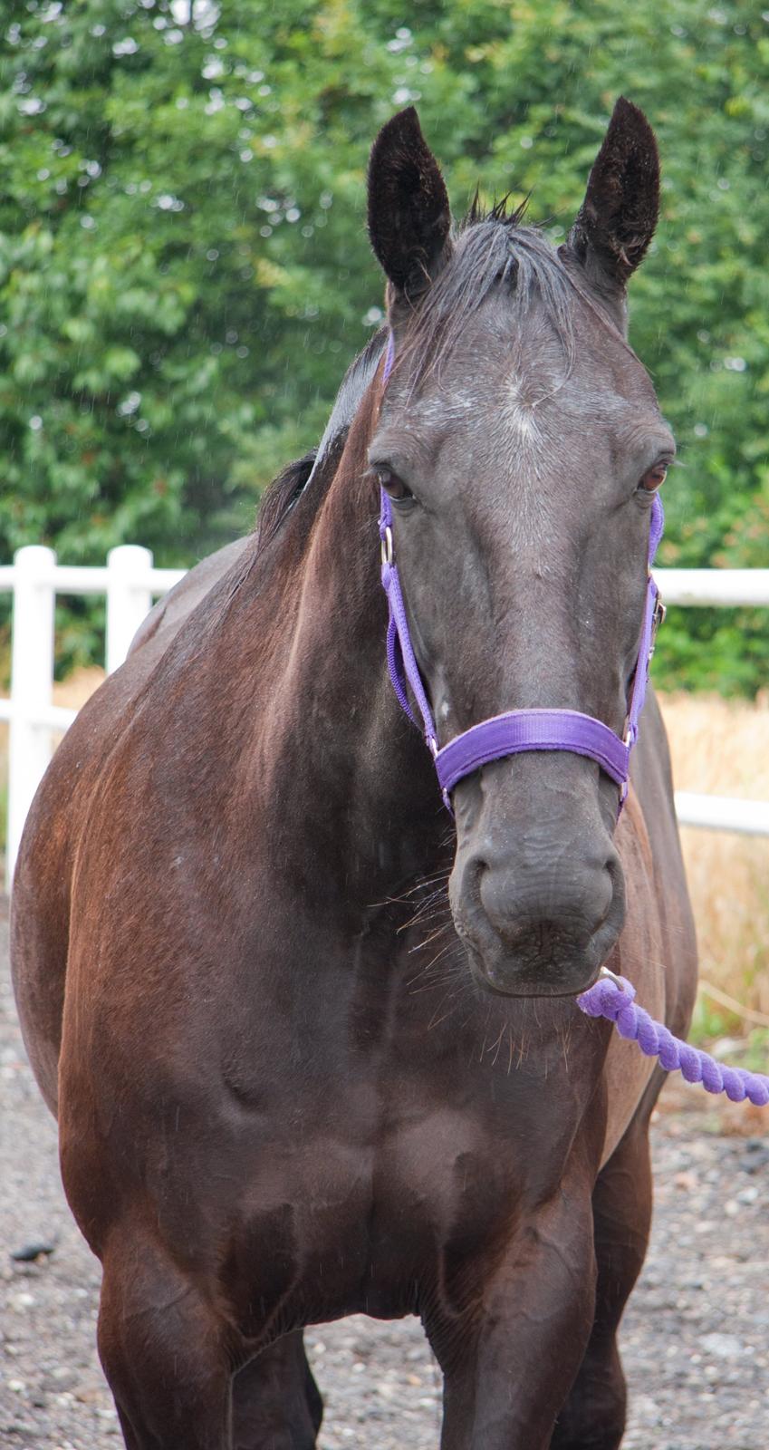 Traver Hadrian † billede 6