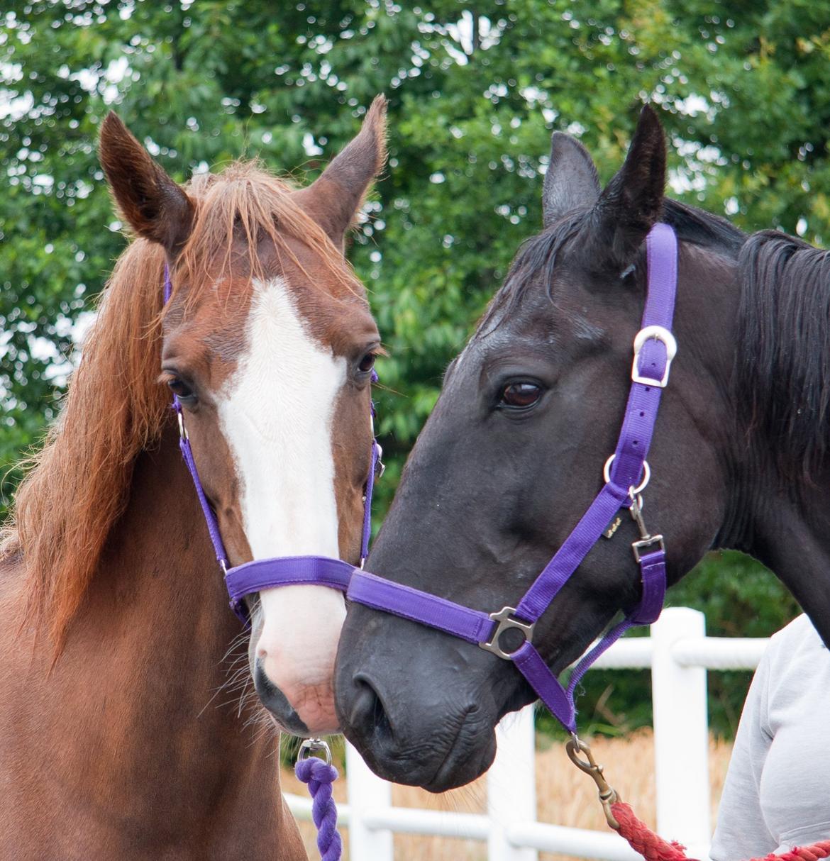 Traver Hadrian † billede 7