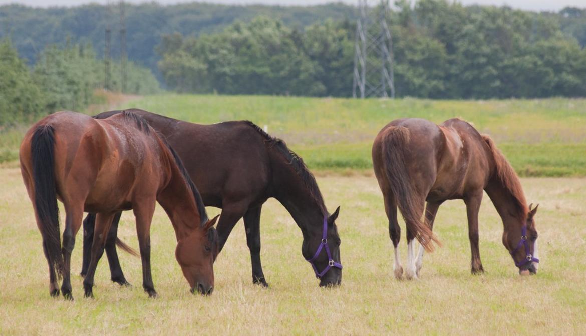 Traver Hadrian † billede 8