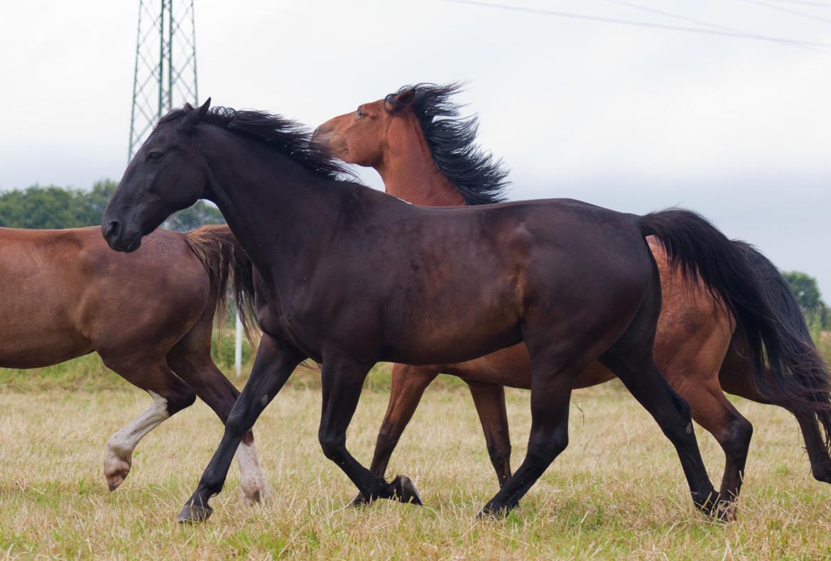 Traver Hadrian † billede 1