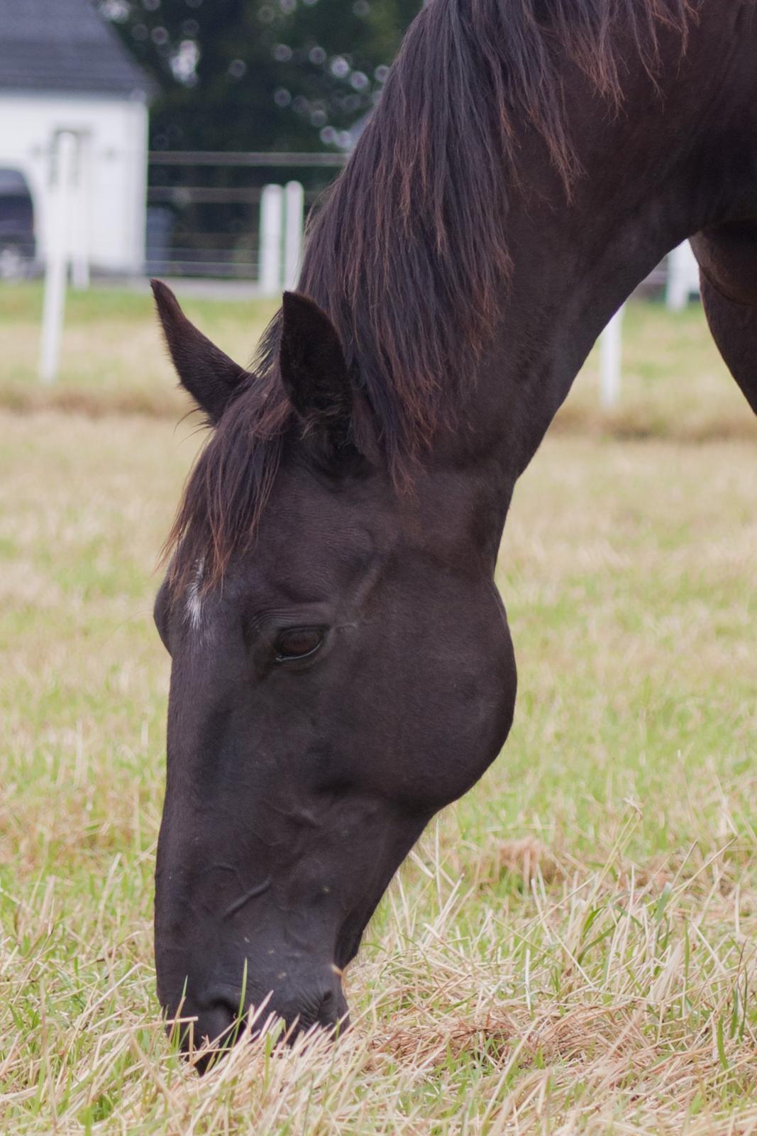 Traver Hadrian † billede 9