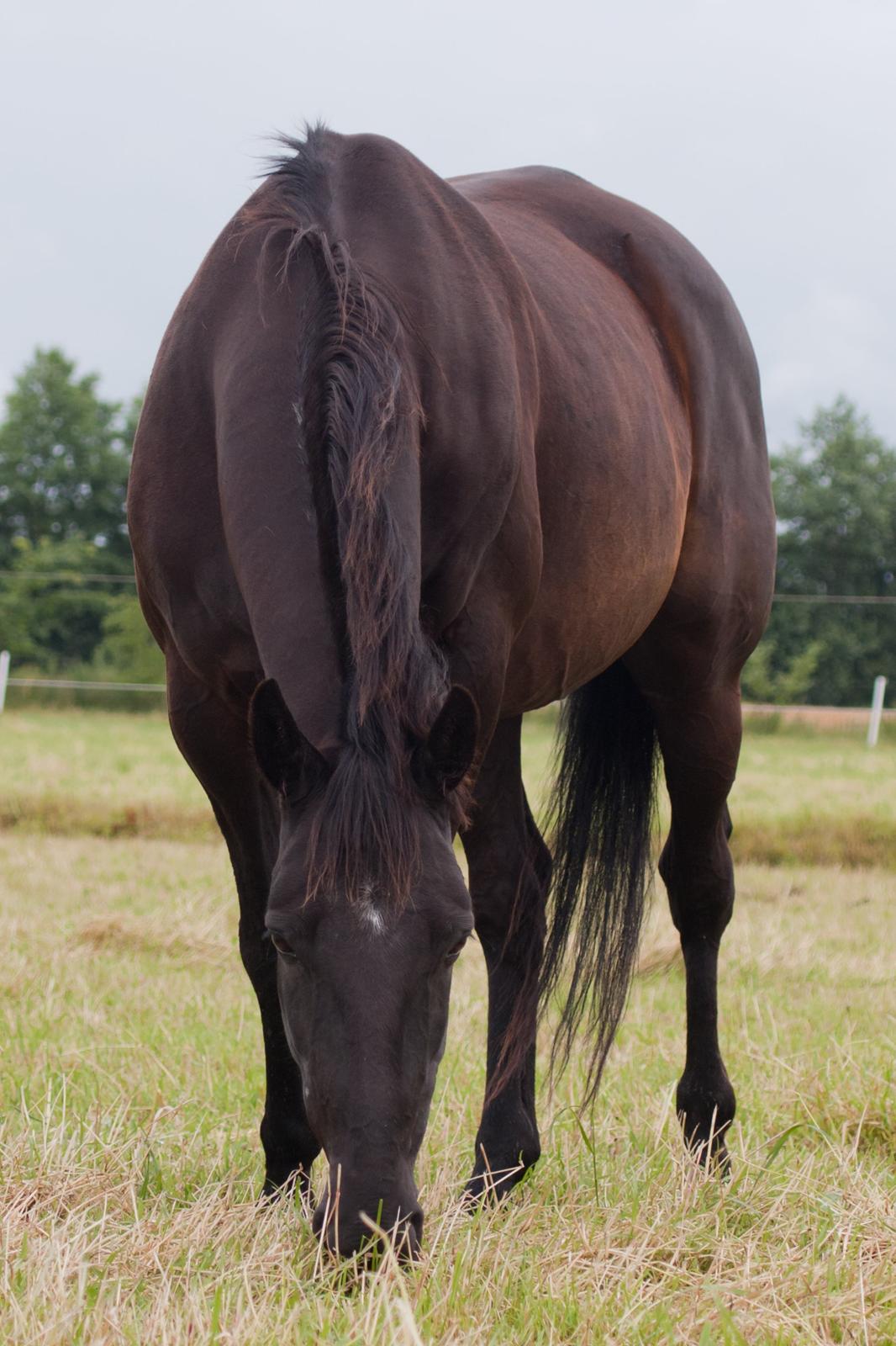 Traver Hadrian † billede 10