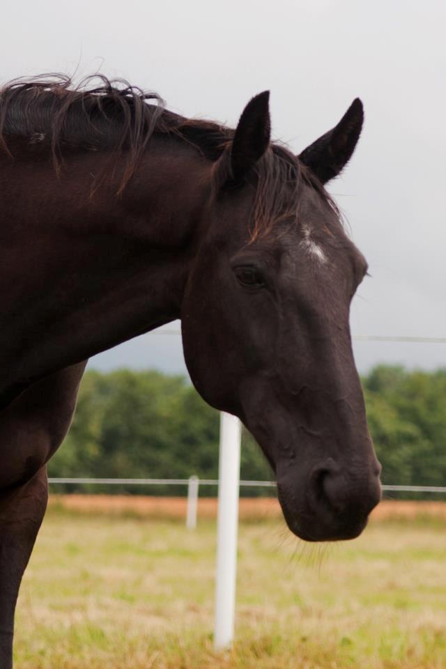 Traver Hadrian † billede 2