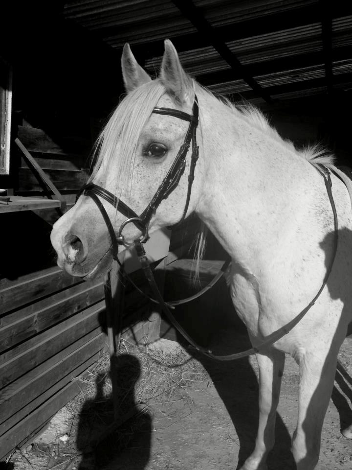 Arabisk fuldblod (OX) Mr M - Prinsen. - Mr M.  billede 7