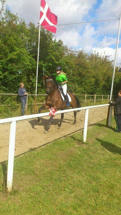 Dansk Varmblod - Fairline - ringridning på Amager ^^
 billede 12