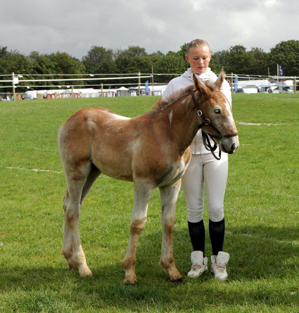 Boulonnais Chantilly billede 11