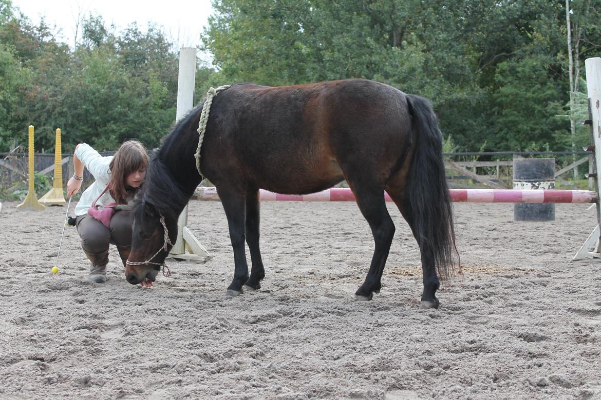 Dartmoor Klostermarkens Atlanta - Billede taget af søde Fridski, tak <3 billede 20