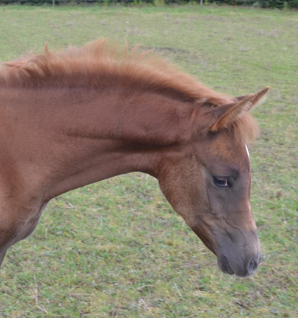 Arabisk fuldblod (OX) Chaklan Cosh billede 19