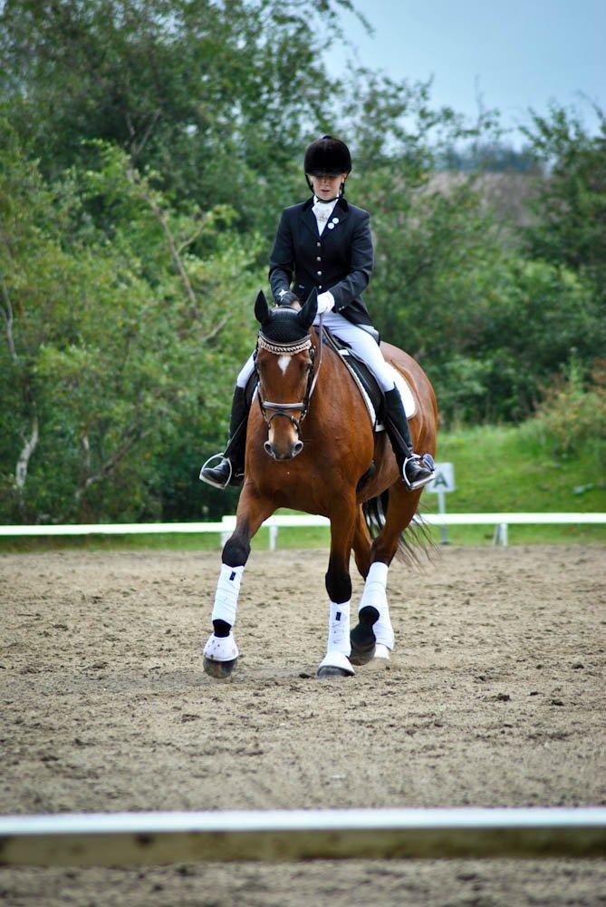Dansk Varmblod Nicole - Billede fra vores debut i BROR :-)
- Taget af Majbritt Olesen billede 19
