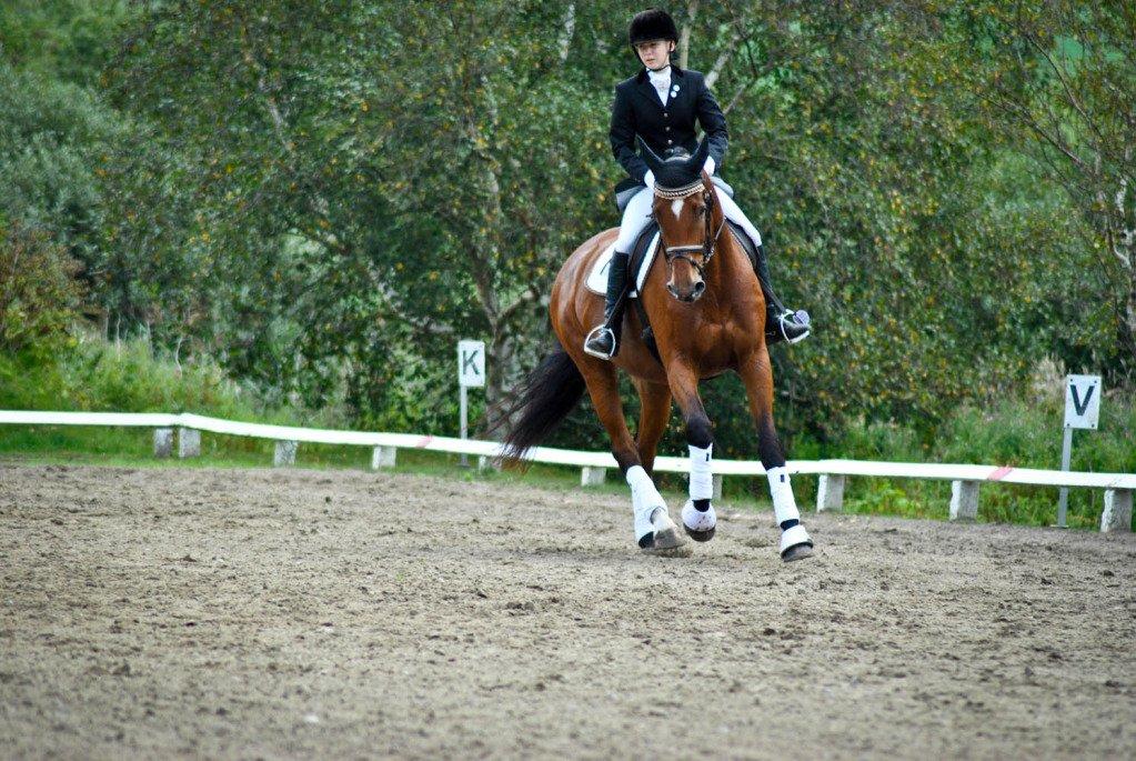 Dansk Varmblod Nicole - Billede fra vores debut i BROR :-)
- Taget af Majbritt Olesen billede 20