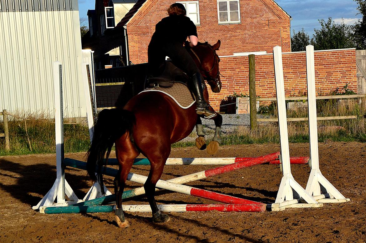 Anden særlig race TASJA - Stjeeeeeeerne. :-I
- springtræning d. 12 september 2012. <3 billede 16